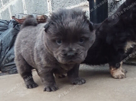 F1 Frenchchows (Frenchie x chow)
