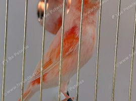 2025  male harlequin