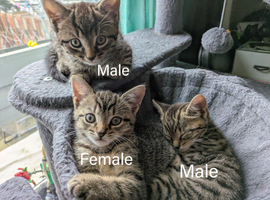 3 tabby kittens looking for forever home