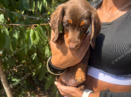 Long hair miniature dachshund