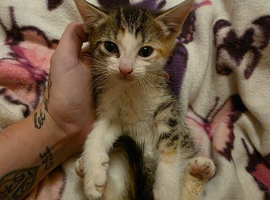 1 adorable kitten available