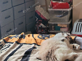Madam and missy rare colour ragdoll