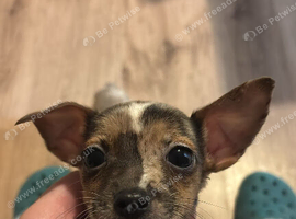 Jack Russell puppies