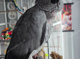 African Grey Parrot
