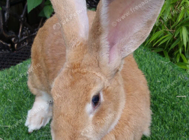 BEAUTIFUL PURE Continental Giant Doe - Looking for a kind Retirement home :)