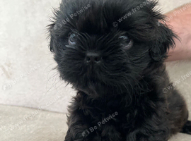 Girl Shih tzu