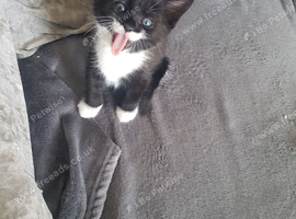 Female kittens
