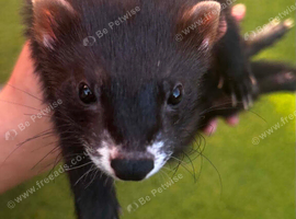 Black ferret