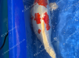 Koi for sale