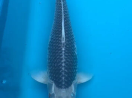 Lots of Koi Carp* clearance prices*