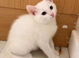 White kitten
