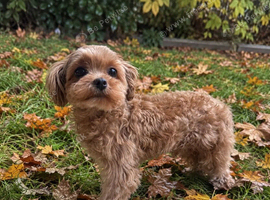 Asian / Korean Maltipoo. DNA tested parents. Ready Now