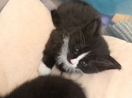 5 Black and white kittens for sale