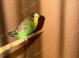 Budgie for sale