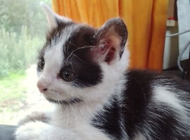 Beautiful white and black kitten