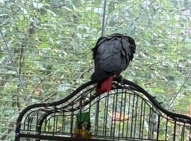 African grey parrot