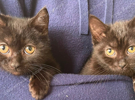 Gorgeous kittens ready now