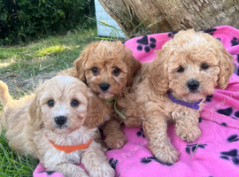 Cavachon x toy poodle puppies