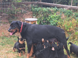 Pedigree Rottweiler puppies
