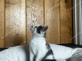 Gorgeous Kitten