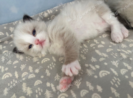 Adorable kittens looking for loving forever homes ️