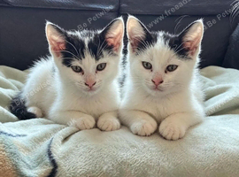2 Kittens For Sale