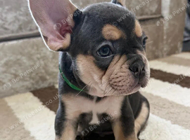 Beautiful French Bulldog Puppies &ndash; 2 Boys, 2 Girls