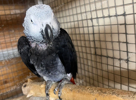 African grey