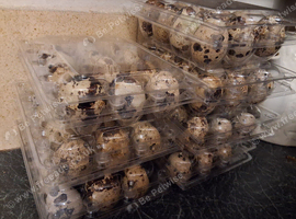 COTURNIX EGGS