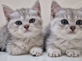 Beautiful Female Persian Cross Kittens