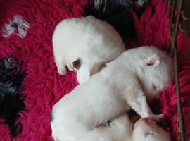 Pomeranian puppies