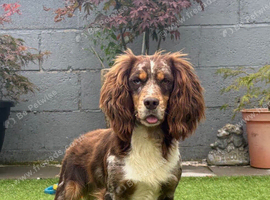 Working Merle Cocker Spaniel For Stud