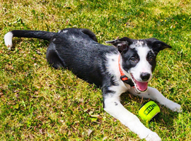 Border collie