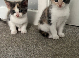 Beautiful Ragdoll Cross Kittens &ndash; 2 Females & 1 Male