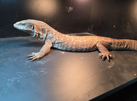 Adult posibly female bosc monitor