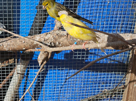 Spanish timbrado cock birds