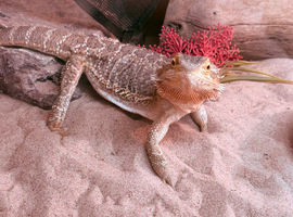 Bearded dragon