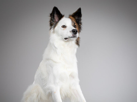 For stud - Brindle and white Border Collie