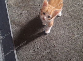 Male ginger kitten