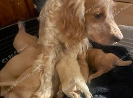 Selling puppies