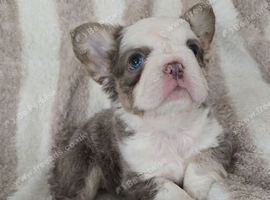 Stunning Fluffy French Bulldog Puppies available