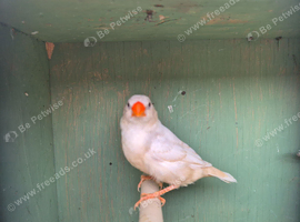 Zebra finches