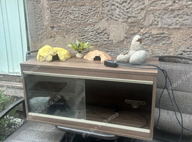 Snake vivarium with accessories