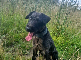 Patterdale x Lakeland Terrier