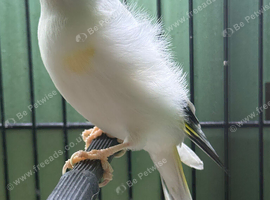 Pied Siberian Goldfinch Hen