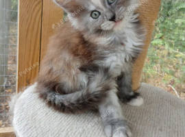 2 Beautiful Pure Breed Maine Coon Kittens