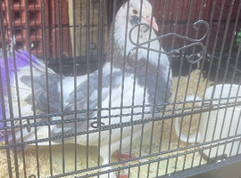 Big size fantails
