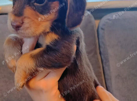 Working cocker spaniel puppies