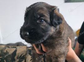 GSD. Litter of 3 - 1 sable boy available
