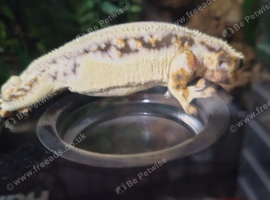 Lily white crested gecko